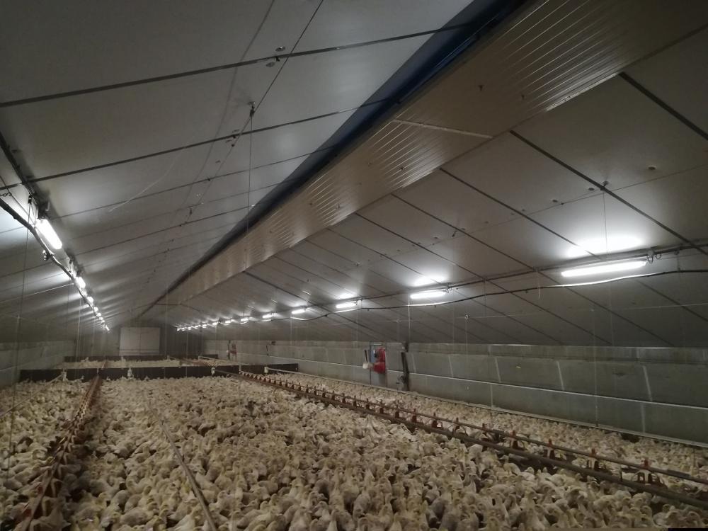 charpente-onillon_renovation-plafond-lanterneau-2020-le-tallud-st-gemme-85-1