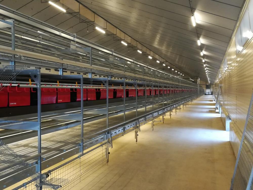 Poules pondeuses avec fumière et jardin d'hiver (2021) 3350 m² - Cléré sur Layon (49) |  | Intérieur bâtiment poules pondeuses
